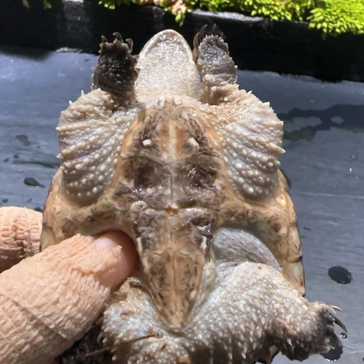 成***丑小鳄龟母不分公母
