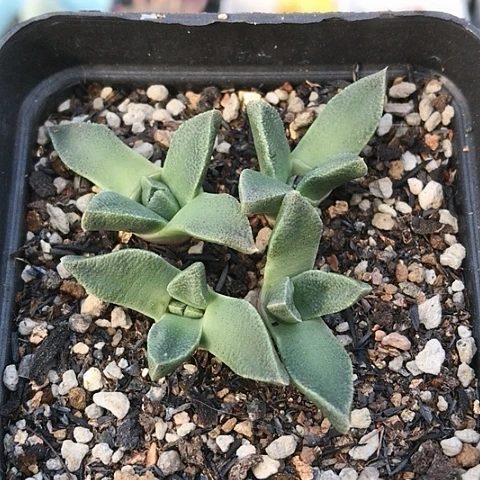 多肉肉锥 纳兰突斯