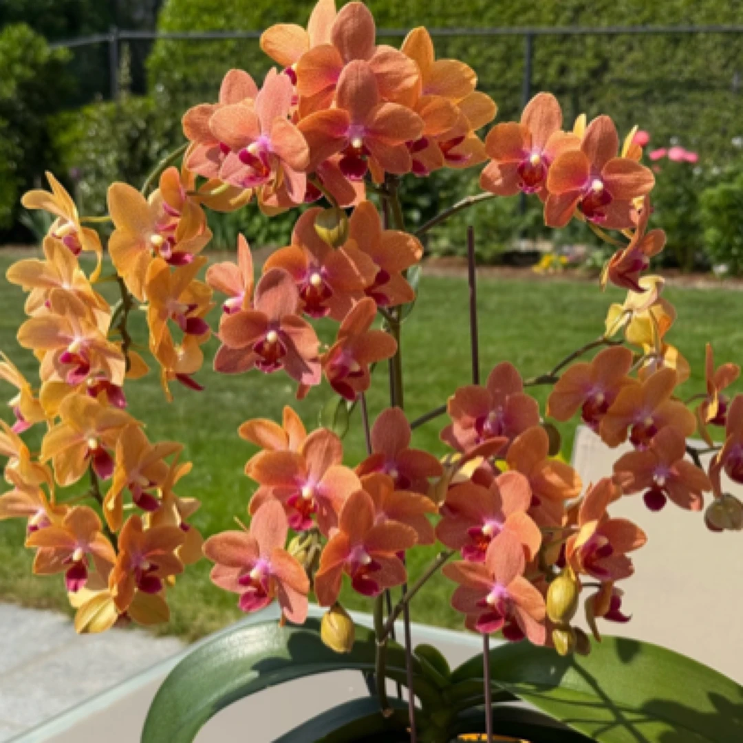 4-6花剑 贵族品种  爆花机器【博尔扎诺】蝴蝶兰