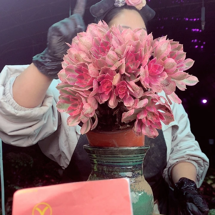 柒柒精品多肉脱土发货不包断侧枝不包售后042