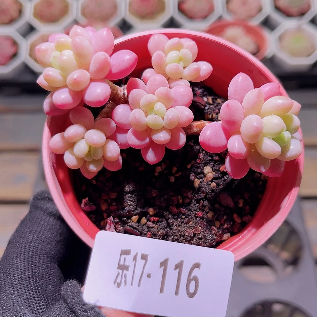 乐然17-116 洛可可群