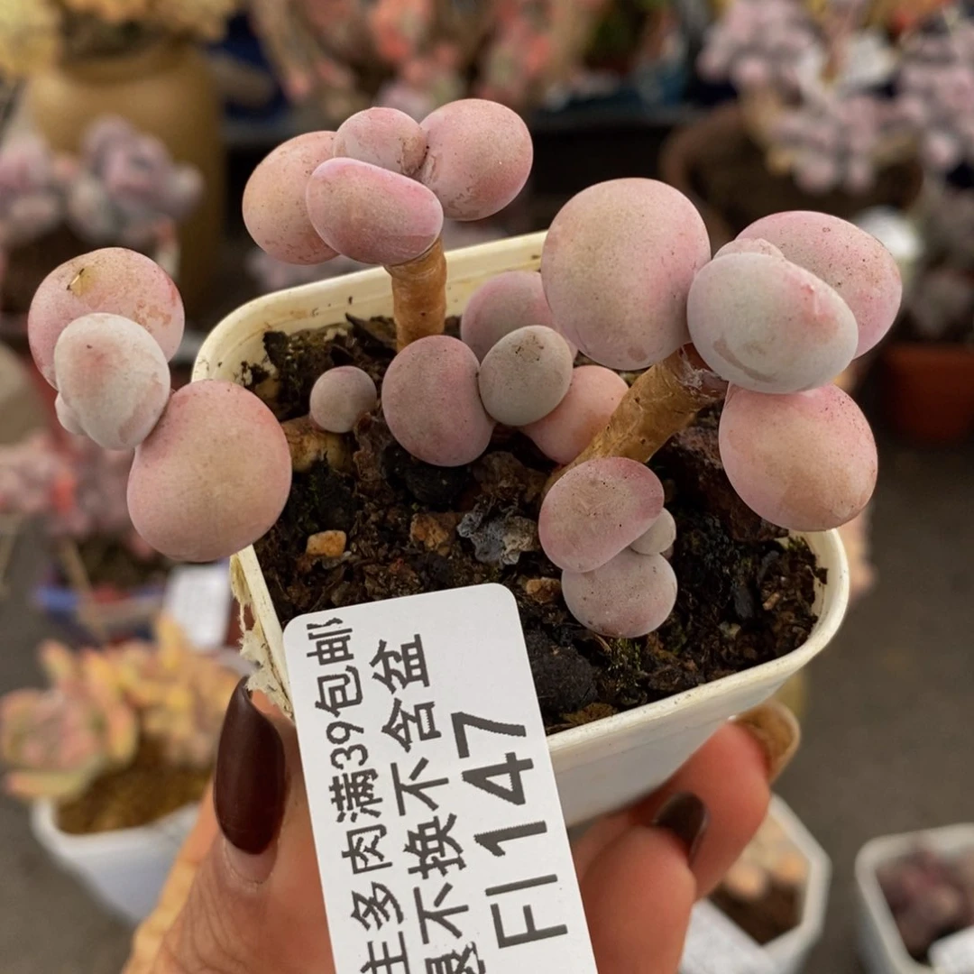 腰子桃蛋147/6v m