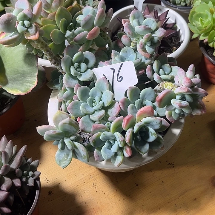 叶****000000000000000276