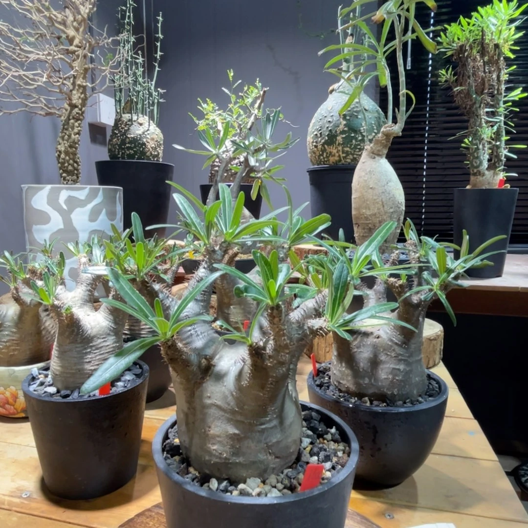 象牙宫象牙宫象牙宫