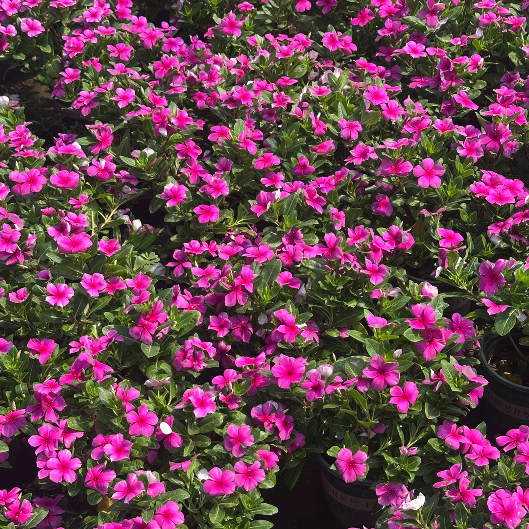 木本天天开长春花盆栽花卉阳台庭院观赏花耐热耐晒地栽好养