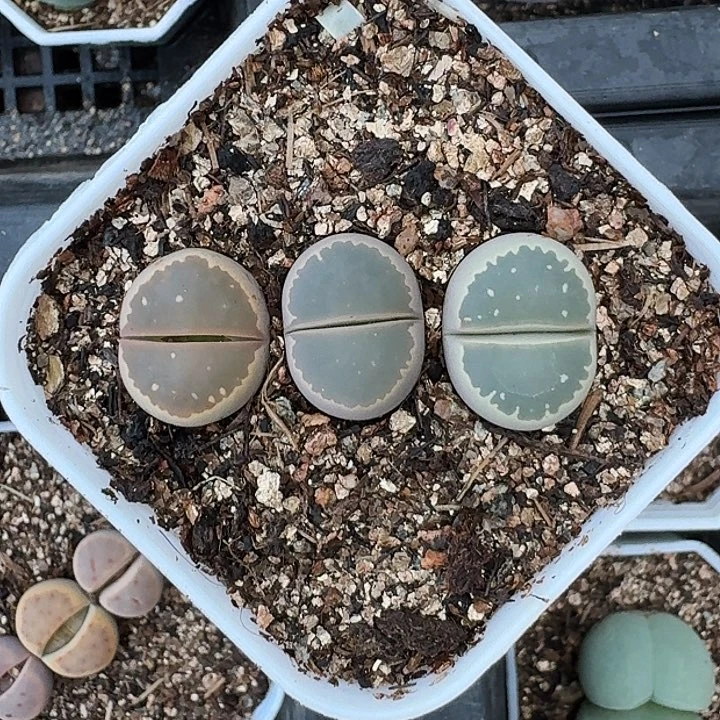 生石花1111。    211