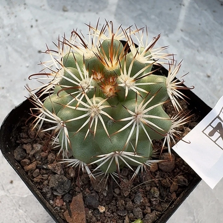 725蓬莱宫脱土发货