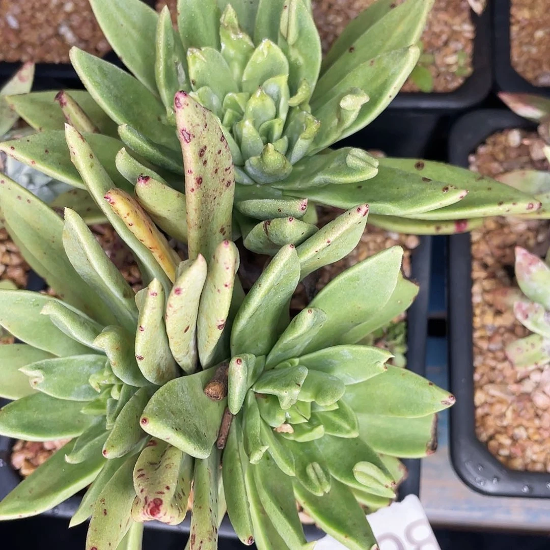 轻钢苹果叶杂交老桩8672