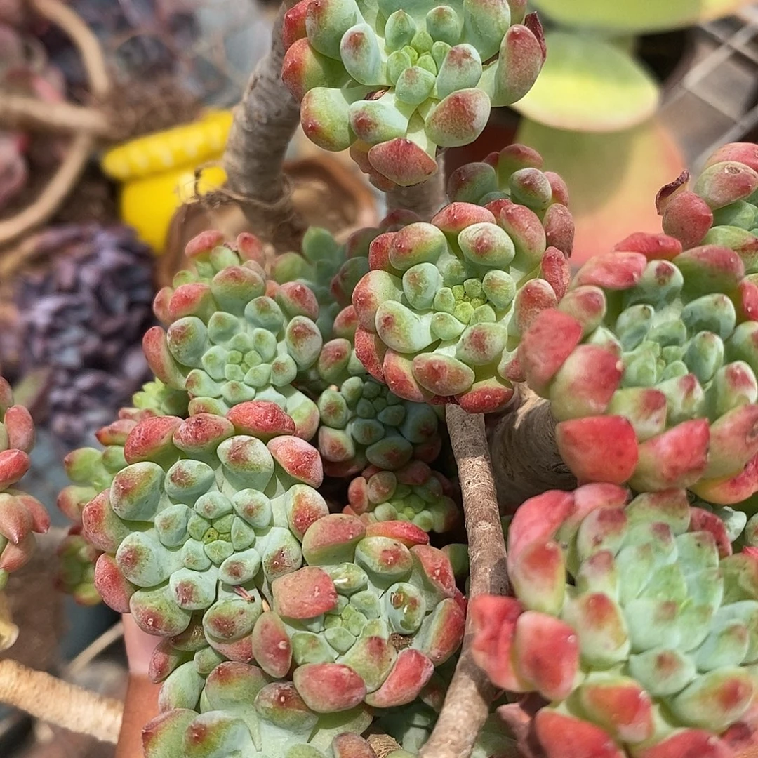 2盆蓝苹果 木质老桩