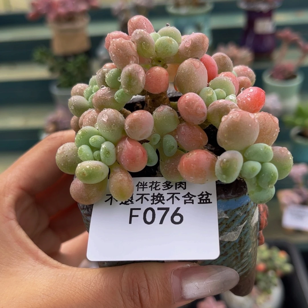 076-鱼子酱多肉6cm