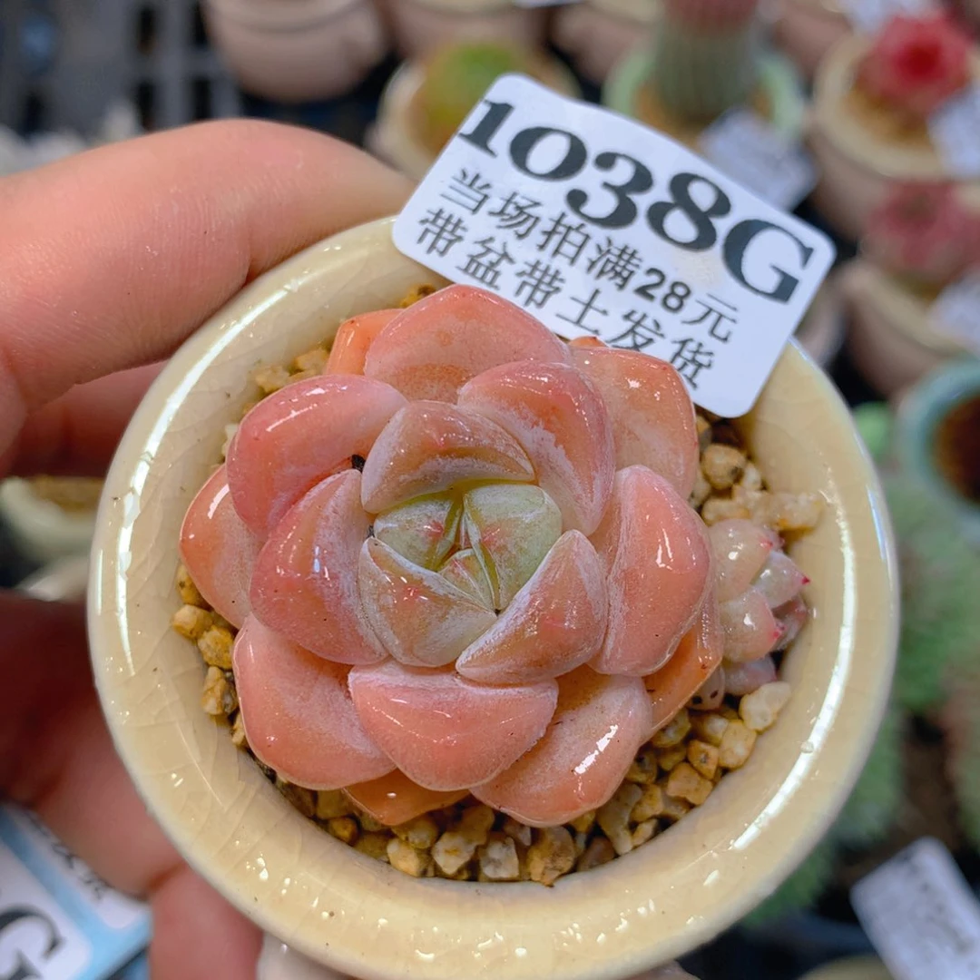 5厘米盆精控多肉1038