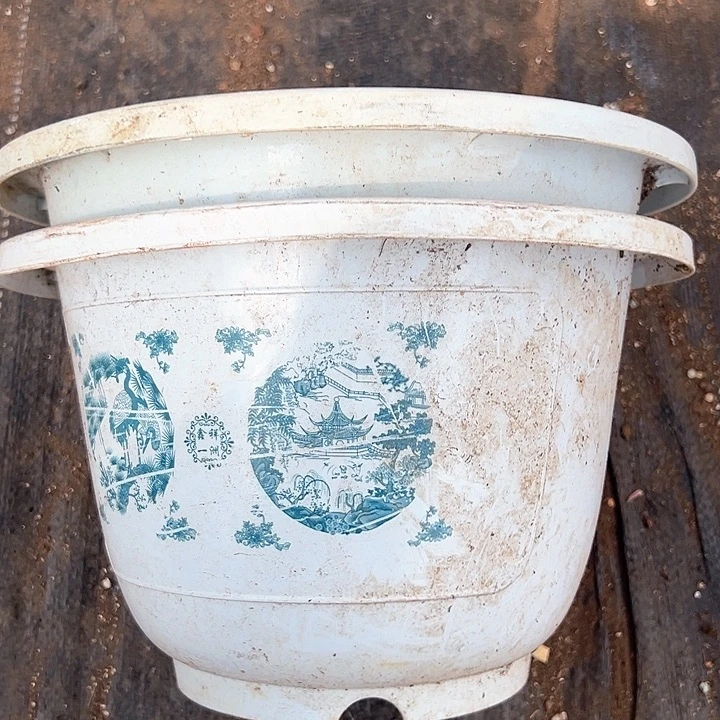 塑料口径26富贵花开 一组6个