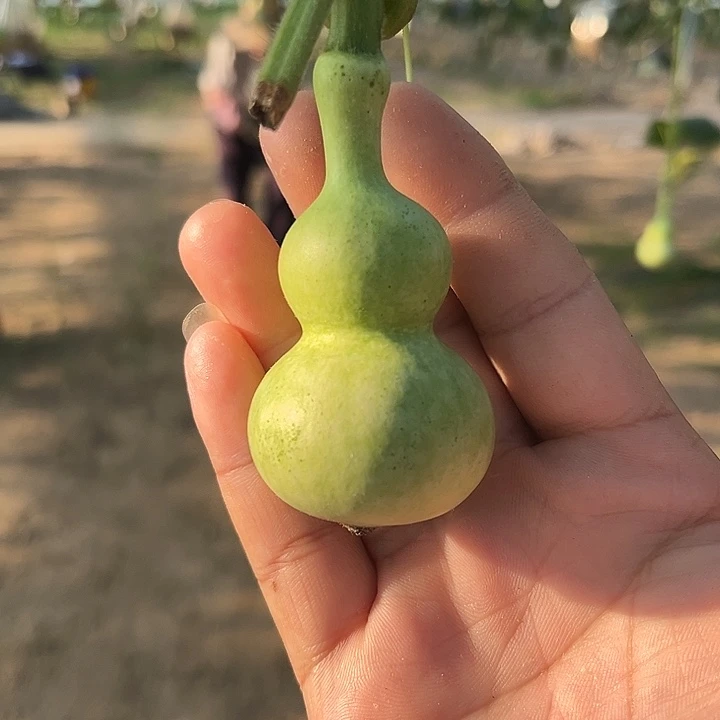 ****文玩葫芦八宝葫芦