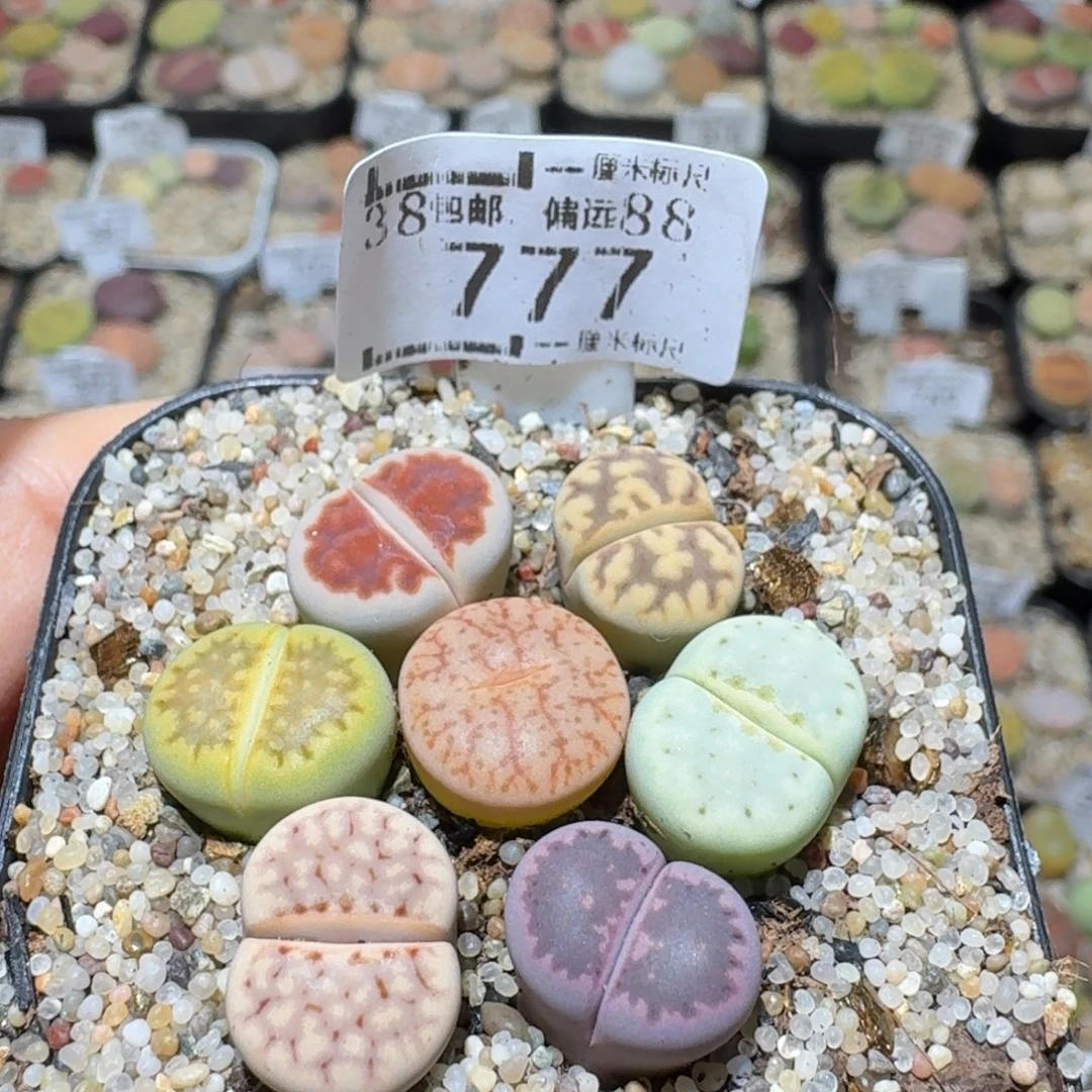 Sss清仓价便宜出777