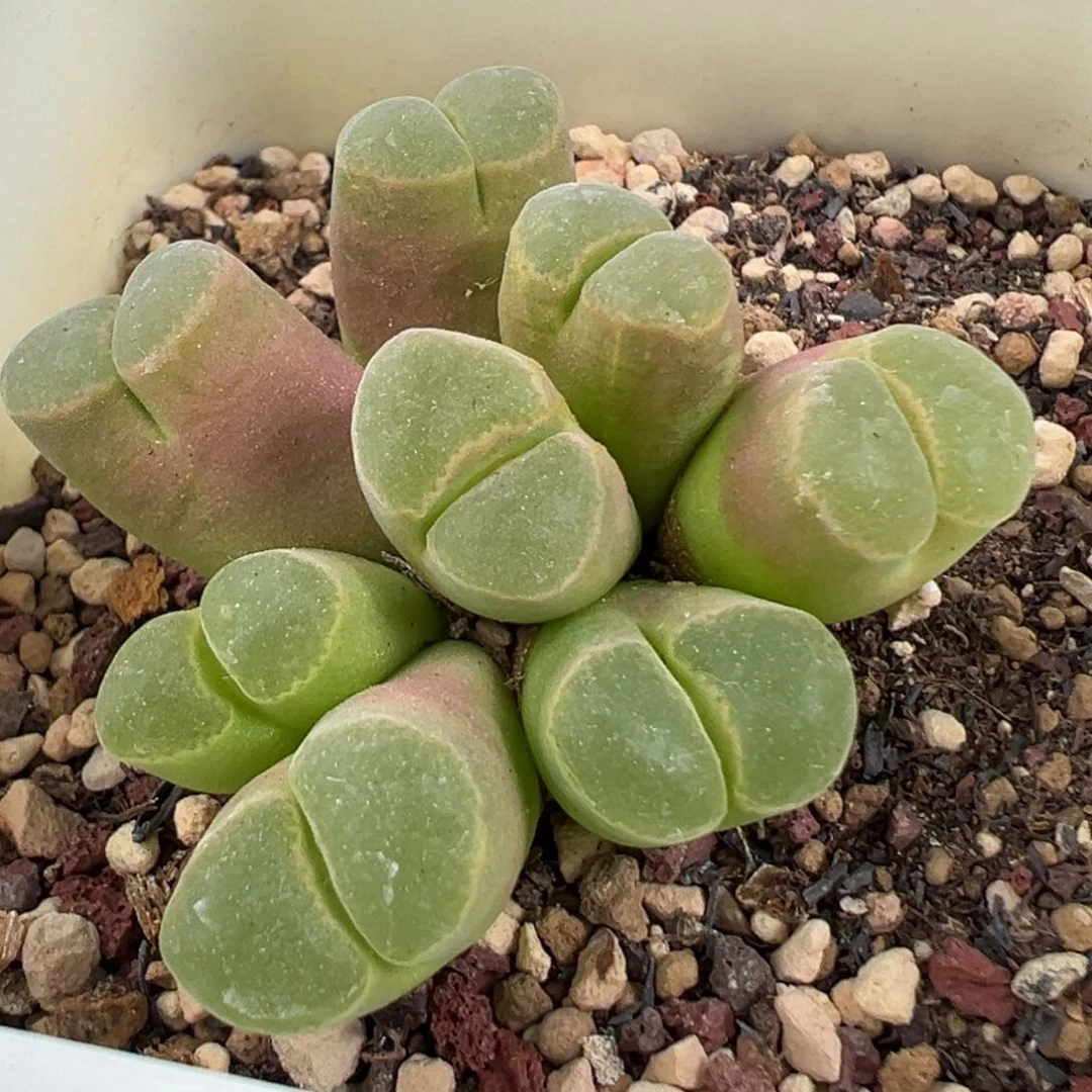 开播福利 特特特特