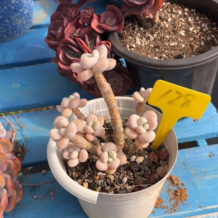 用****1香水洛神多肉植物128