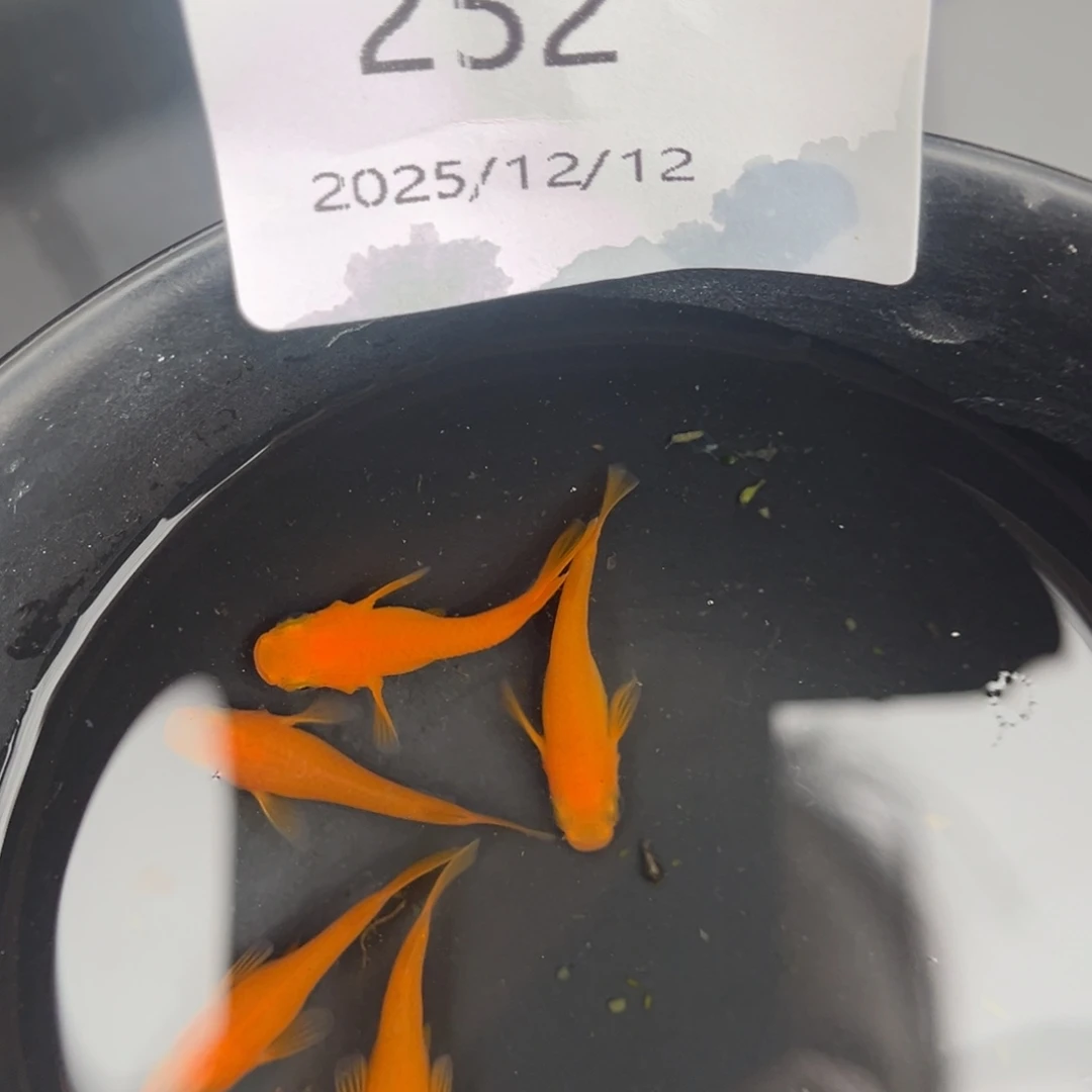 青鳉鱼252初恋5尾