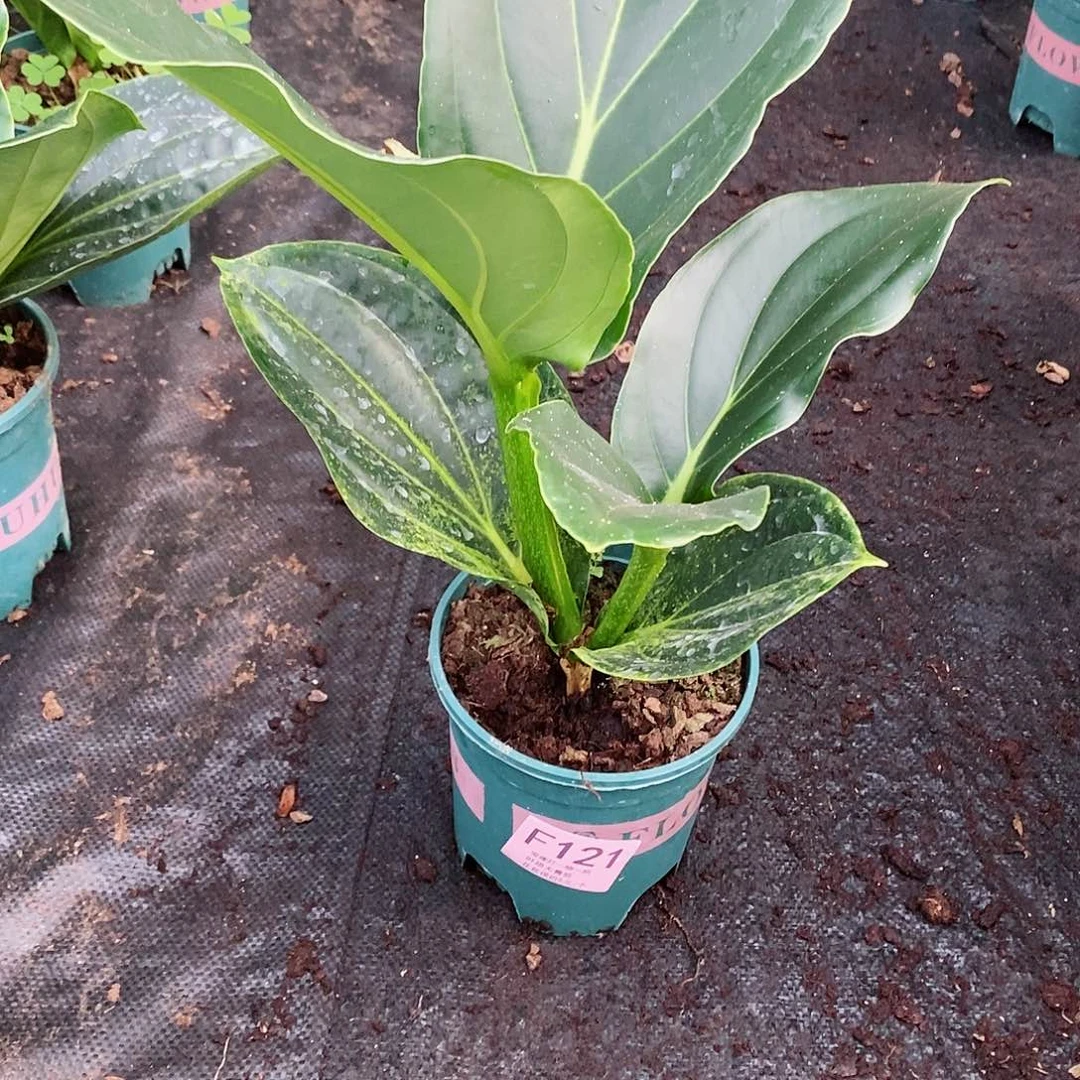 无花朵傲**泪木本花卉121