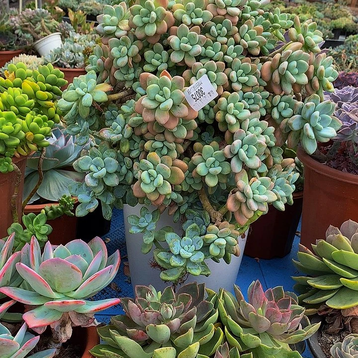 桃***）    红洛神多肉30075