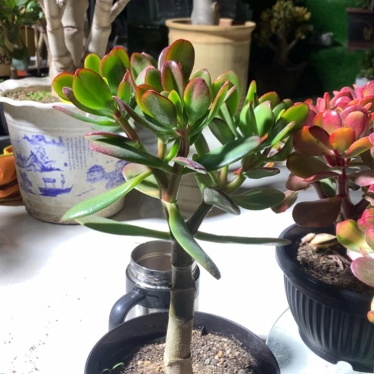 海**空D52韩国紫叶脱土发货