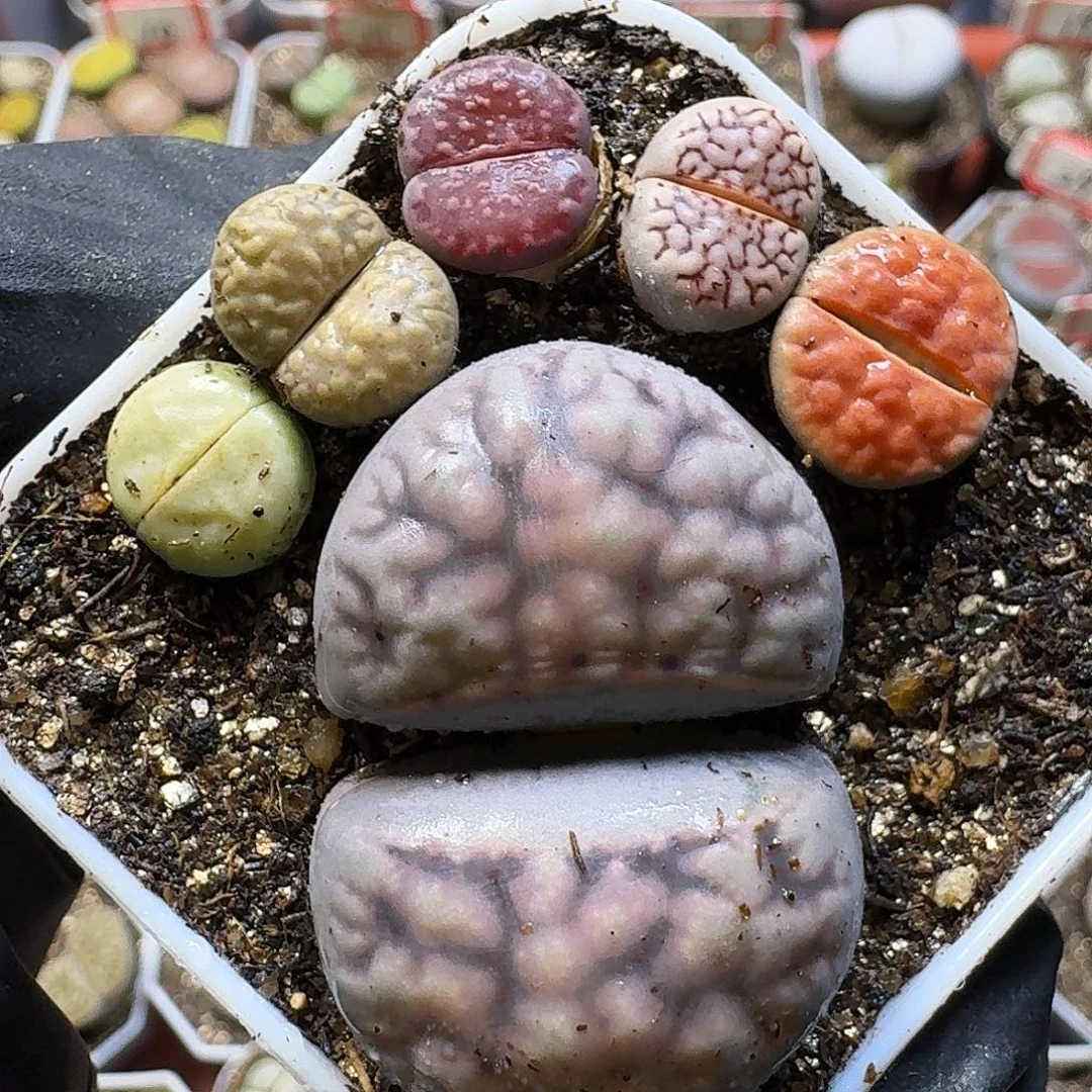 生石花111111。  153