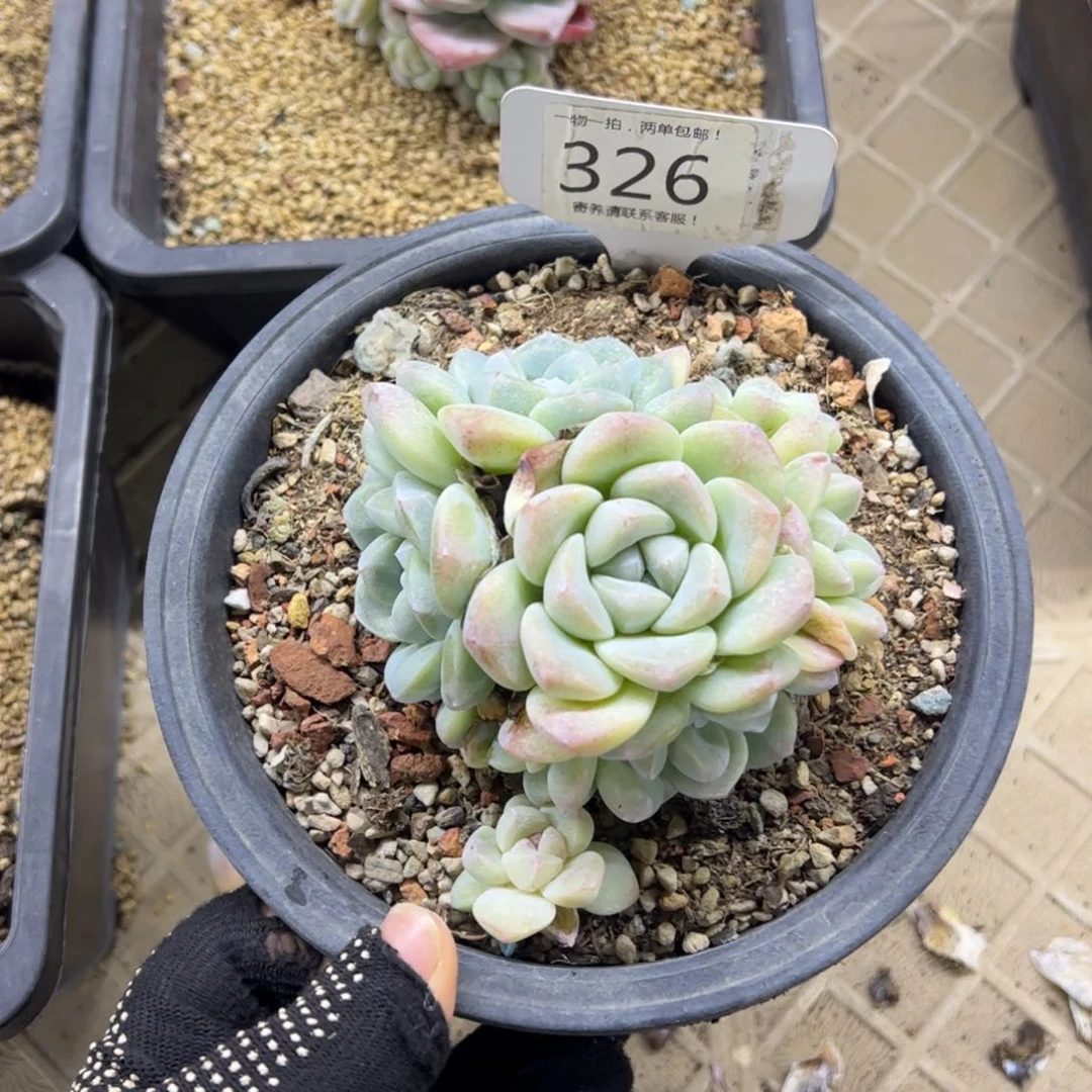 红陶克****诺326号多肉植物