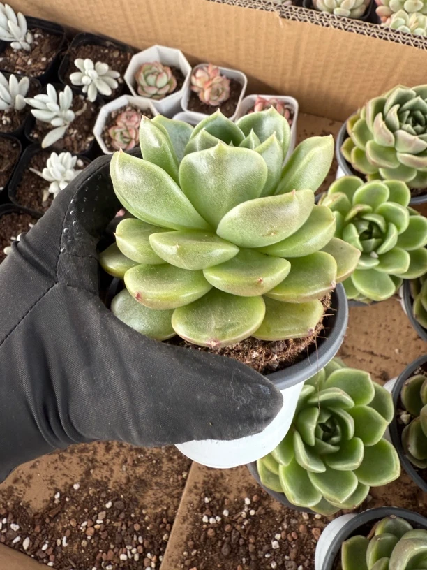 精品白玫瑰多肉植物