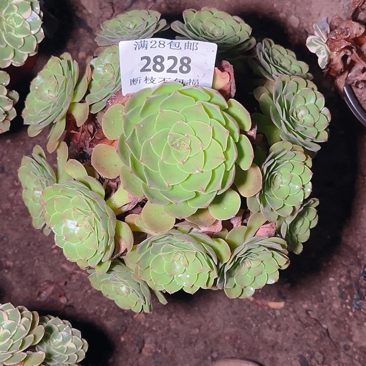 2828红心万圣节多肉