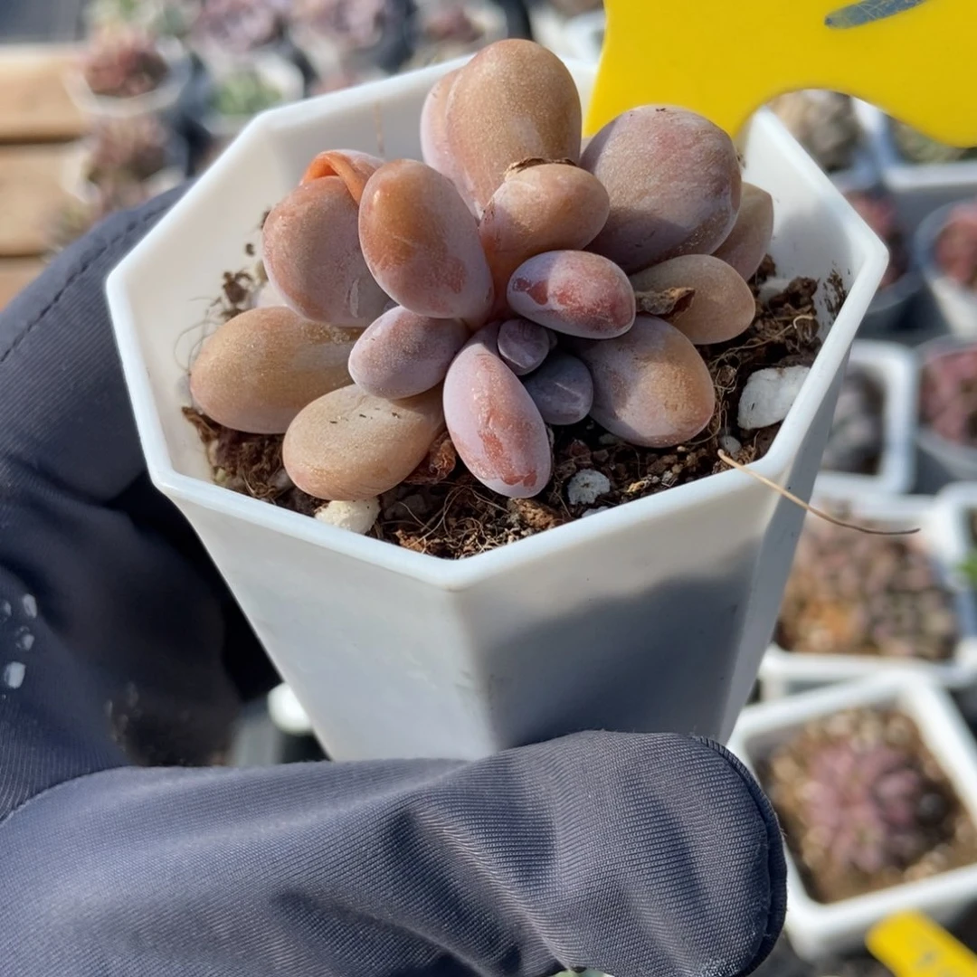 643粉兔多肉植物保护