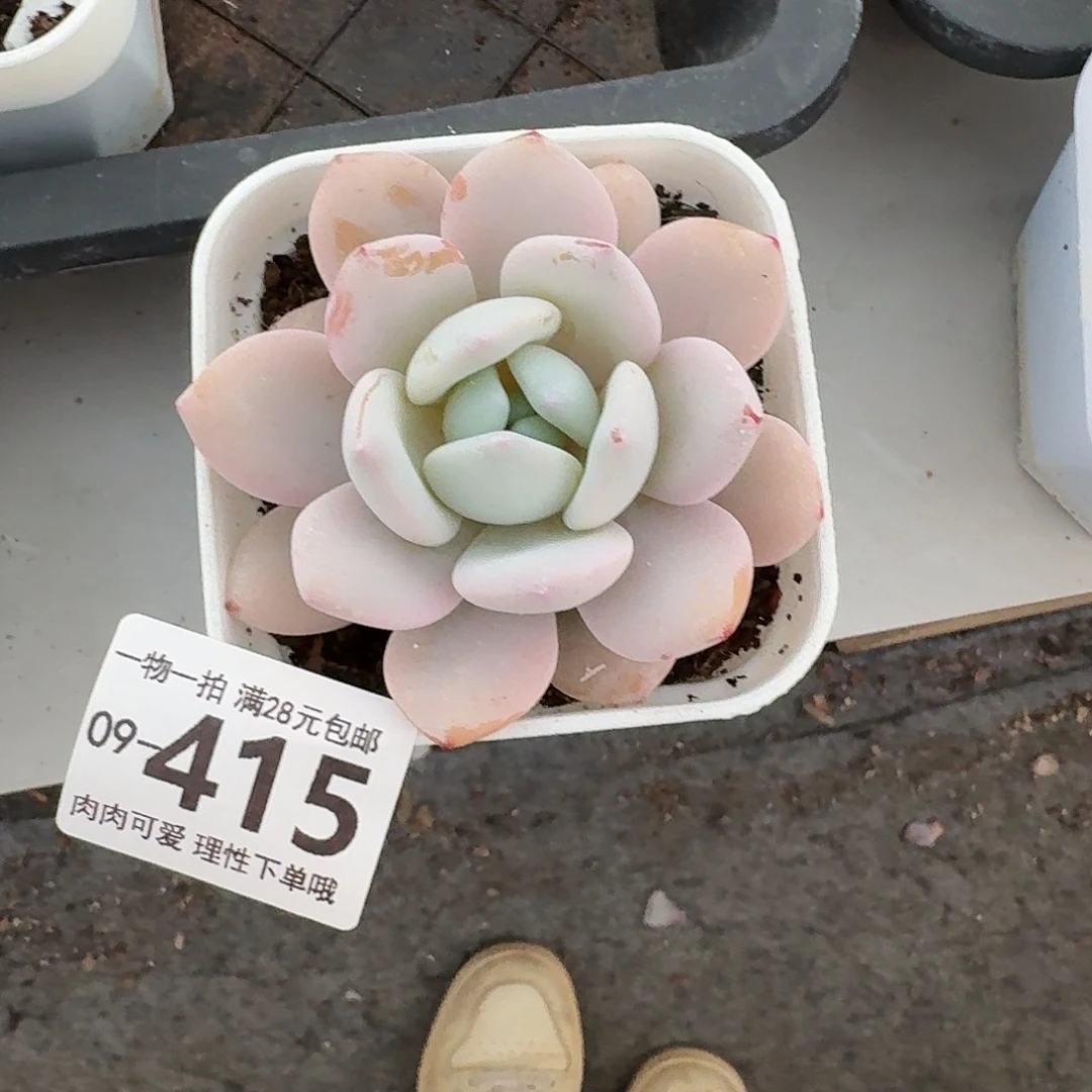 冷香无盆土发货无无