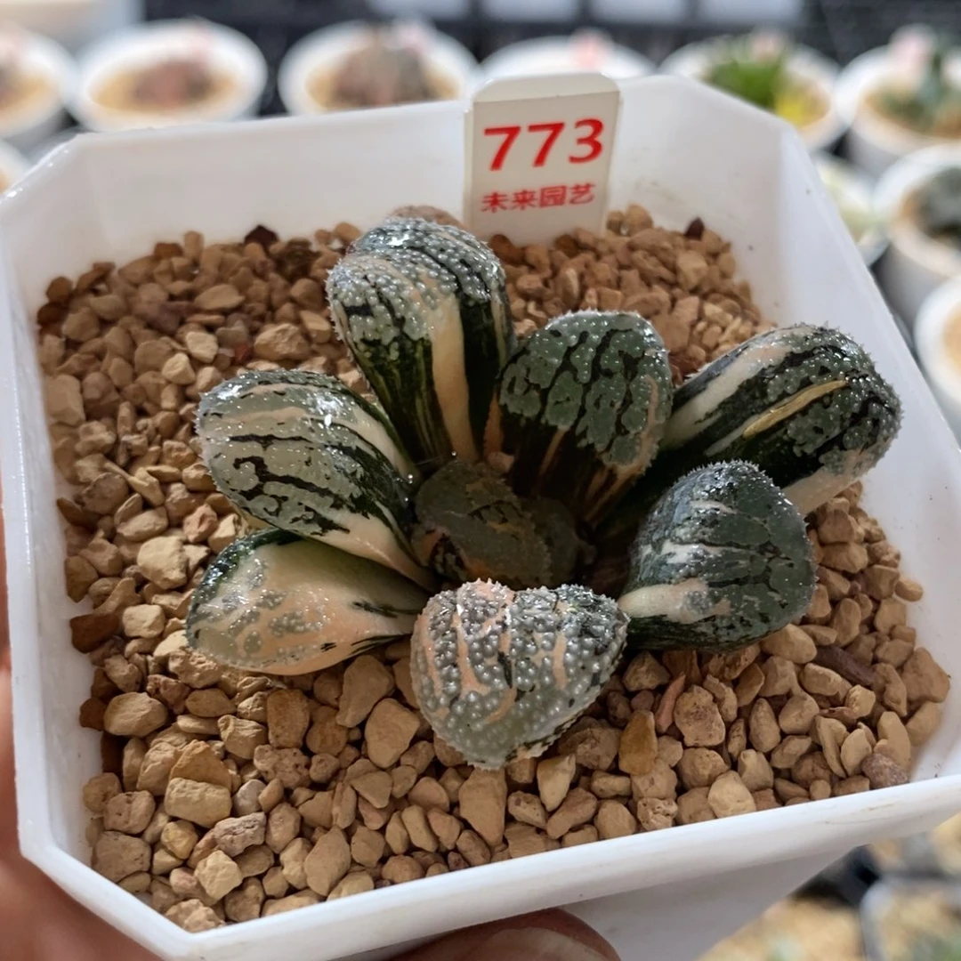 773磨多寿锦一物一图