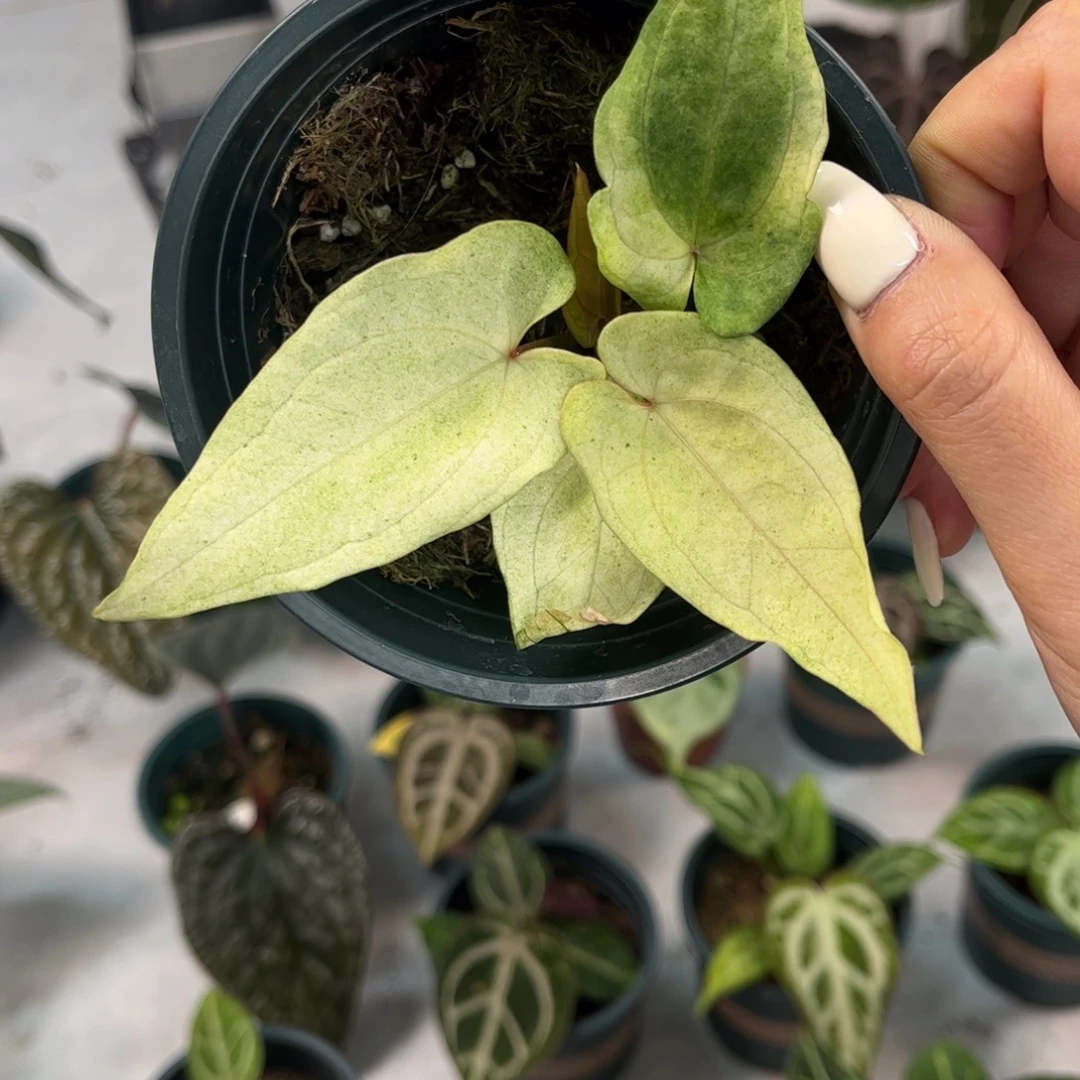 不开花植物papi锦134