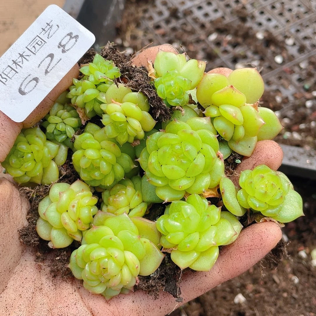 钱***主多肉植物多肉植物628