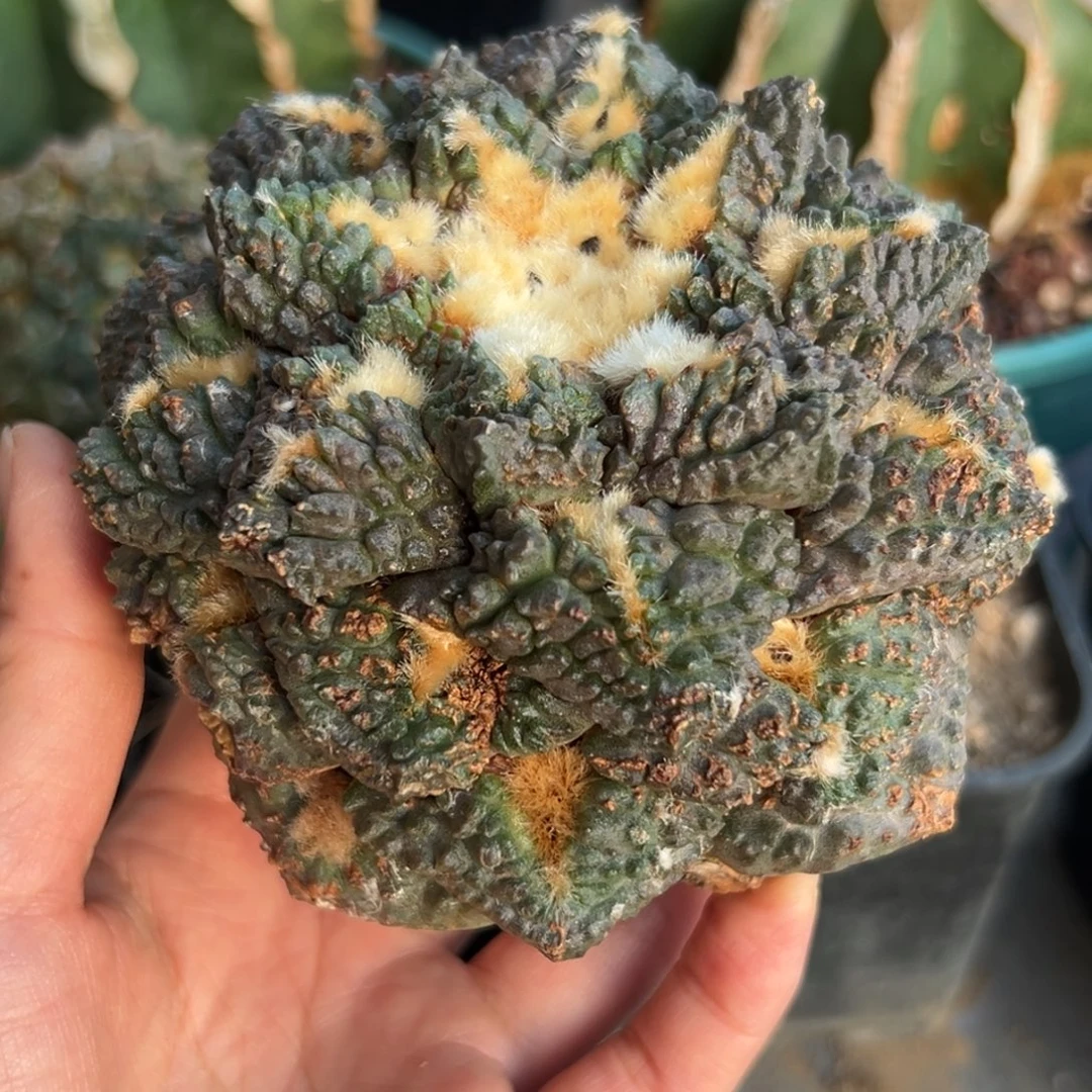 580 仙人球的比赛将