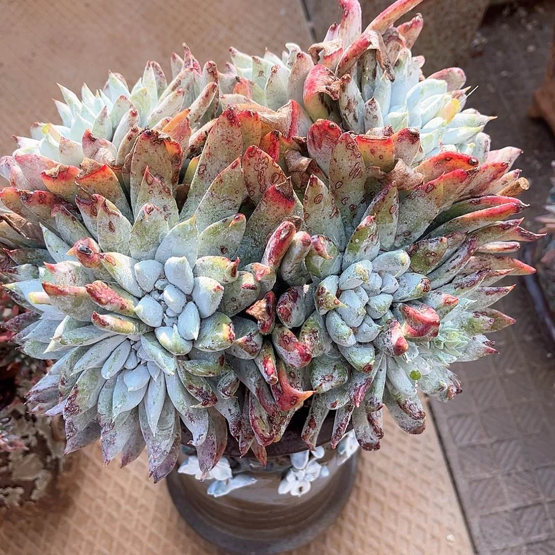 红拇指杂苹果叶大佬装