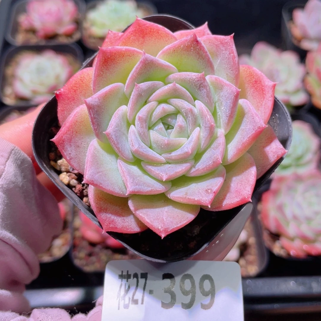 花利美27-399纯爱