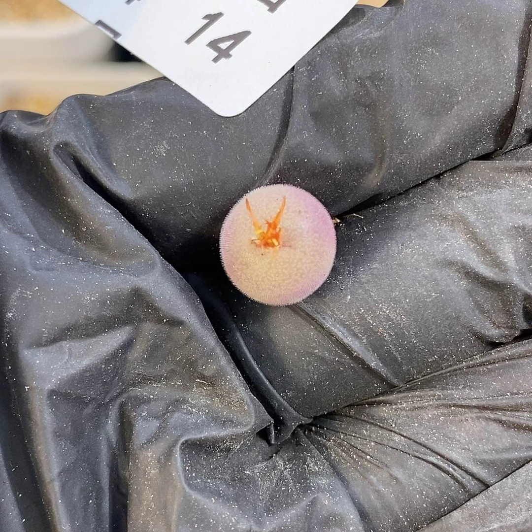 1024-14-d毛福利脱土。