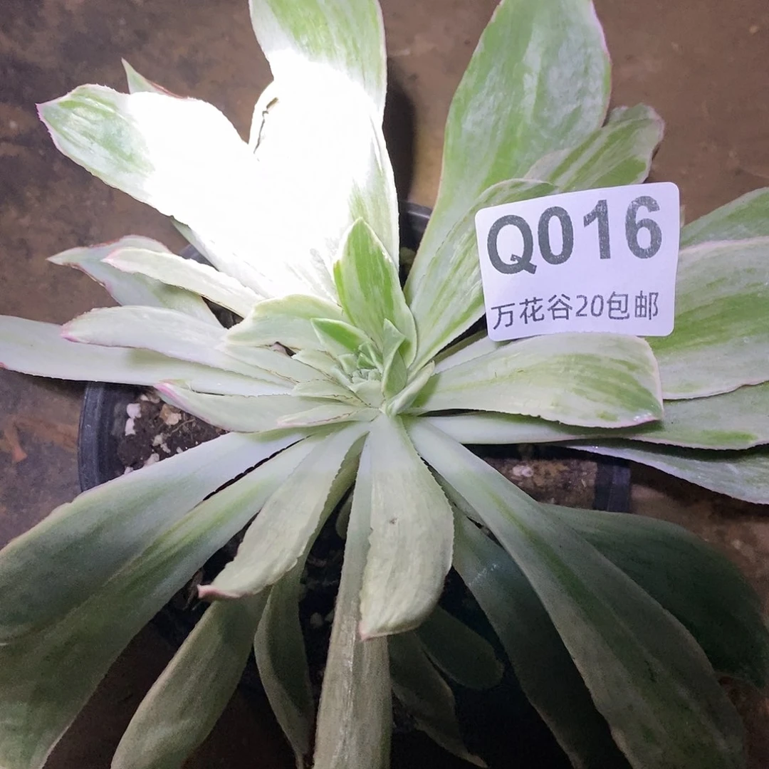 016白发魔女多肉植物