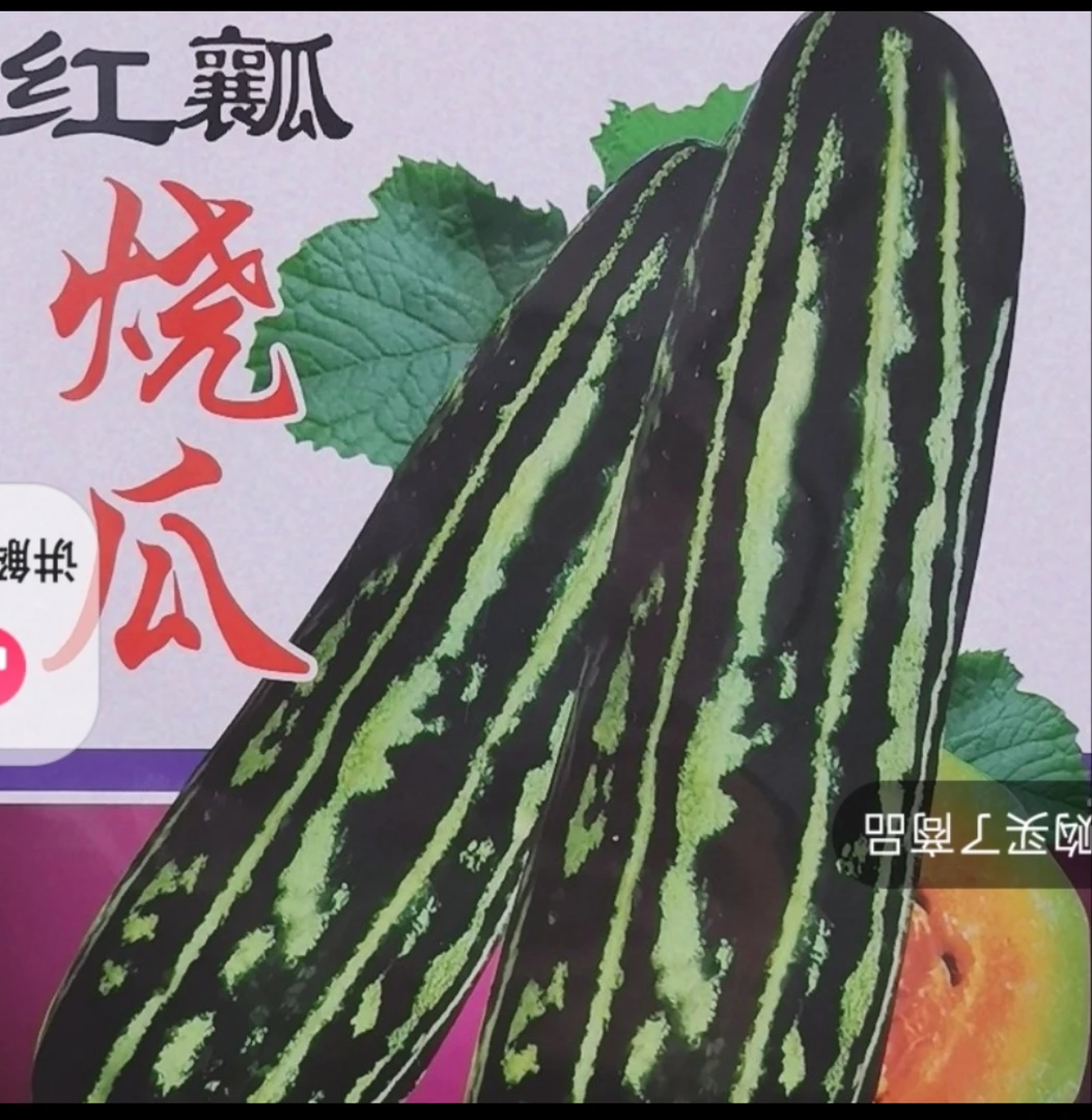 烧瓜种子（新老包装随机发货）