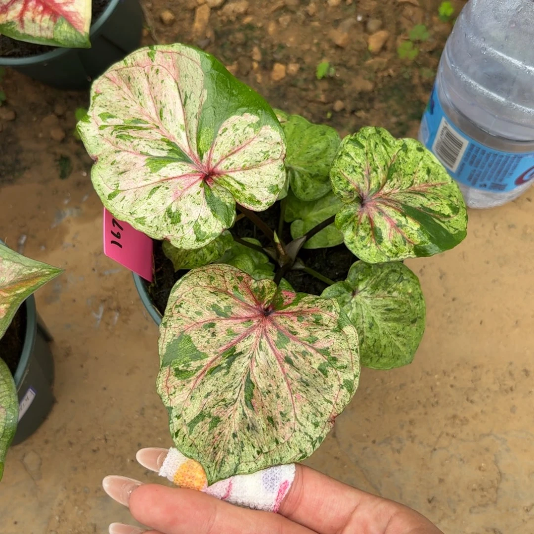薄荷糖小苗泰国彩叶芋169-0927