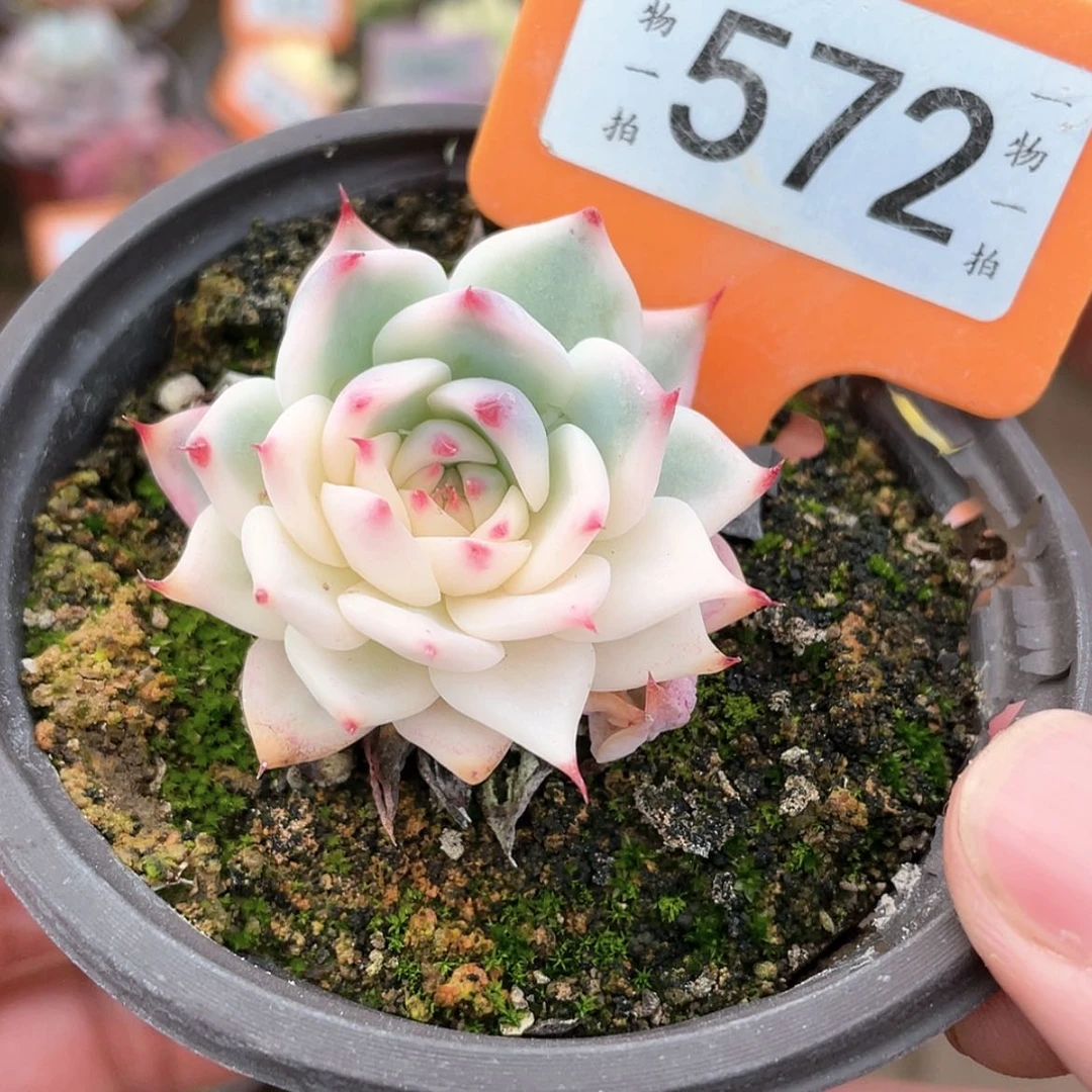 【闪购商品】572号