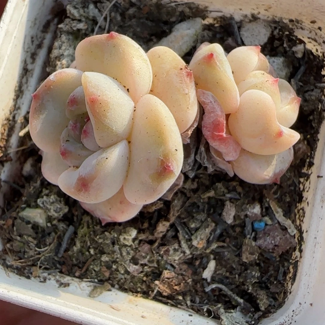 多肉小卡拉米糖心一物一拍