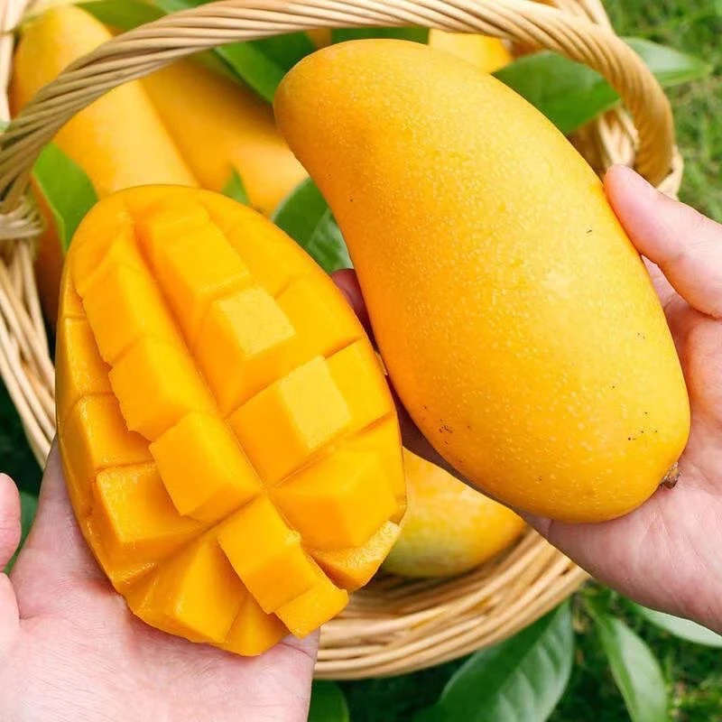 海南金煌芒果新鲜水果香甜多汁薄皮肉厚当季直发