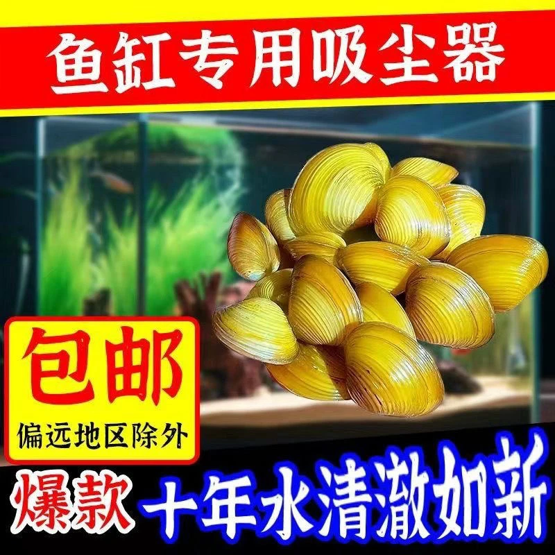 小河蚬用于鱼缸造景可净化水质清理鱼龟粪便除藻