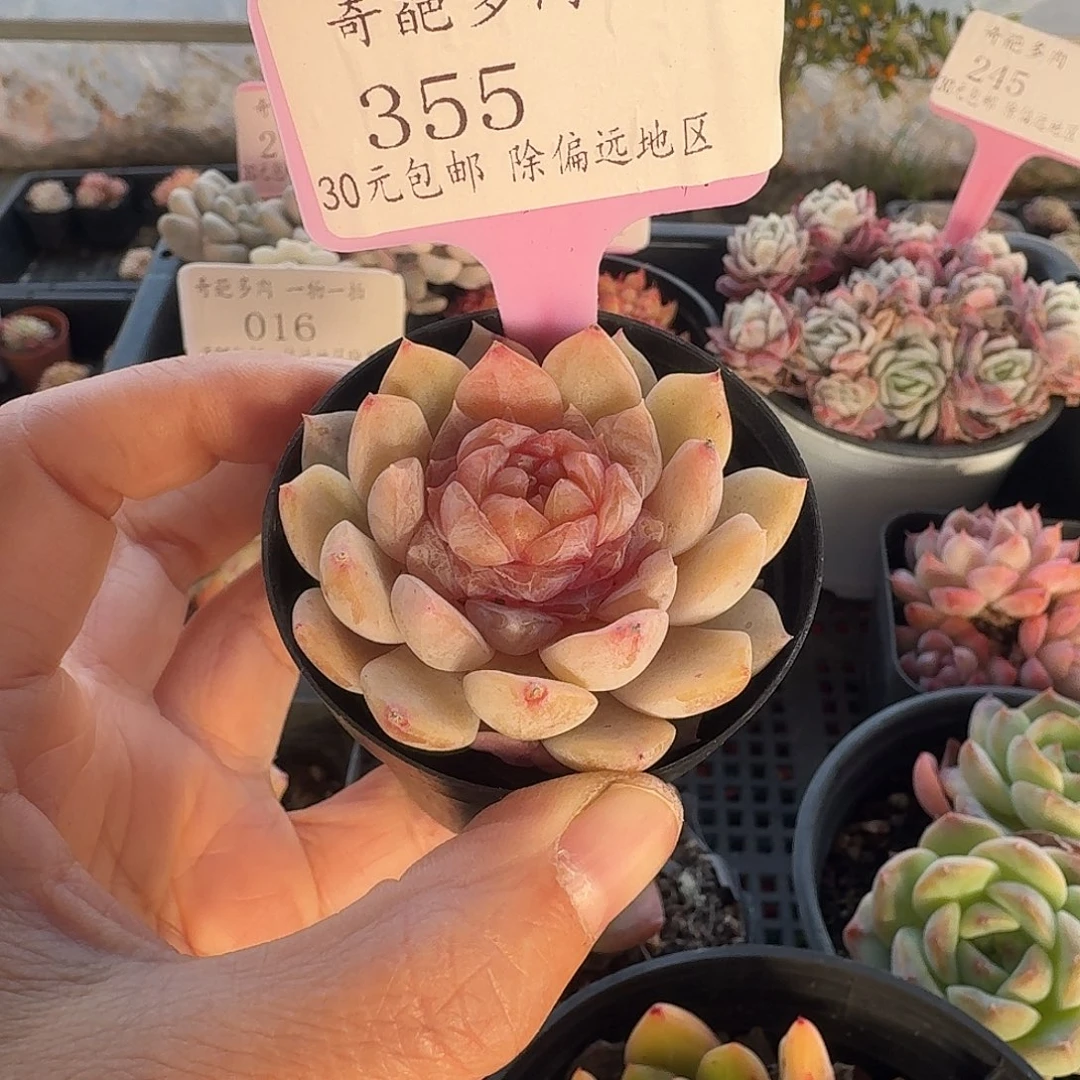 355 脱土 不包整 30元包邮非偏远