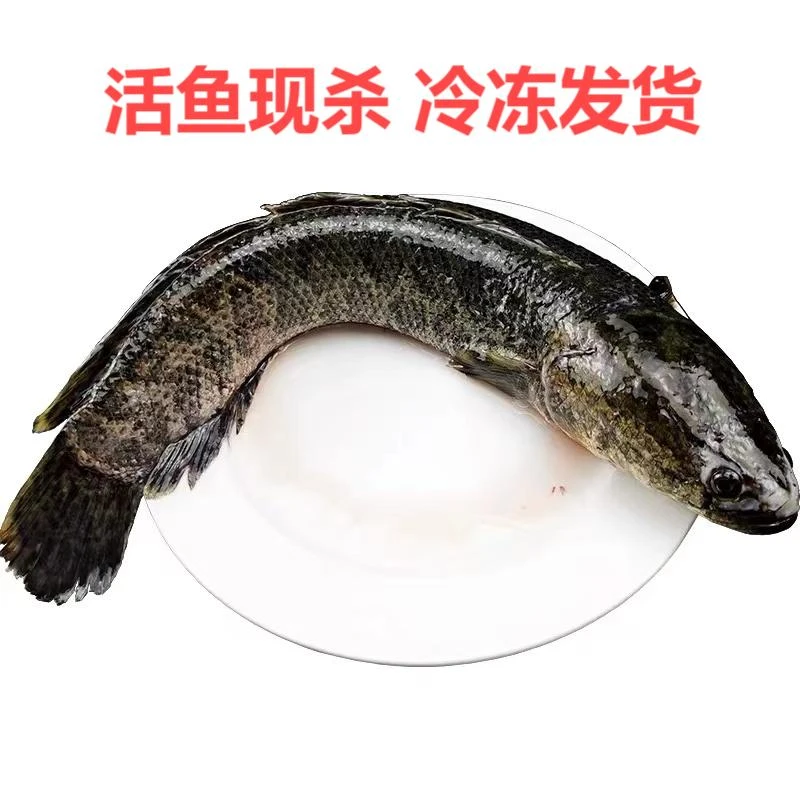 湖北本土现杀黑鱼大乌鱼炖汤爆炒鲜嫩美味
