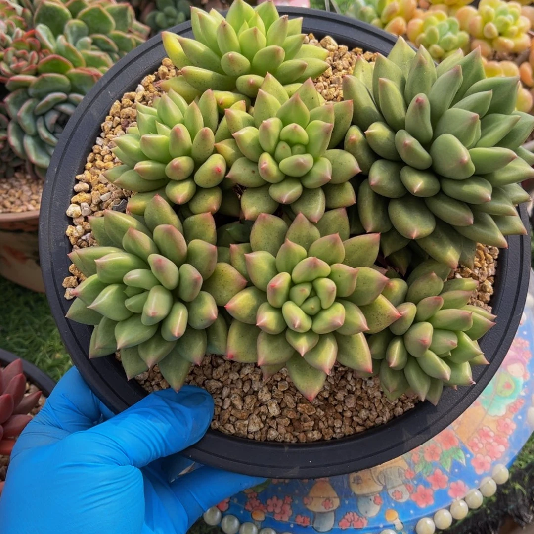 米其林群一物一拍