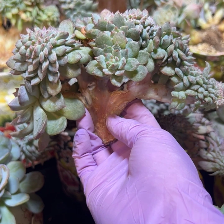 树莓有瑕 新年快乐 新年快乐