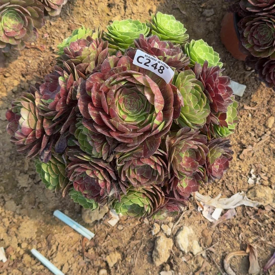 ?**?248花月夜寄养到秋