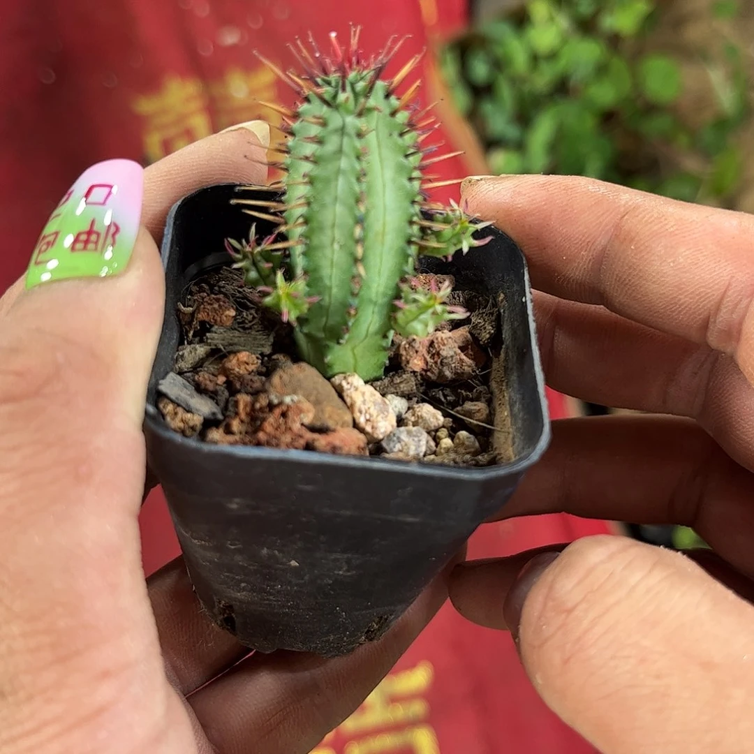 红刺麒麟有根发货有根